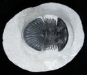 Platyscutellum Trilobite From Morocco #2006-1